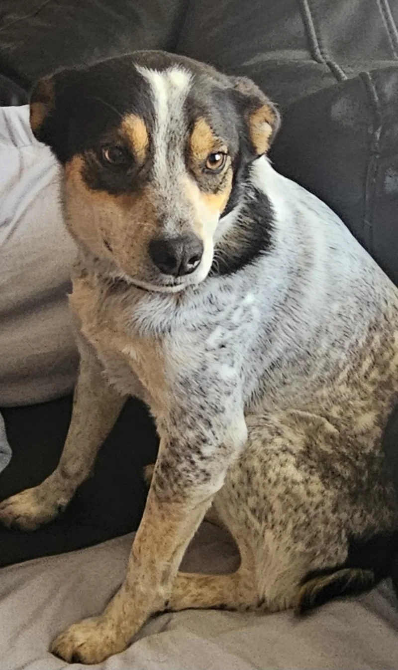 Jack  Blue Heeler