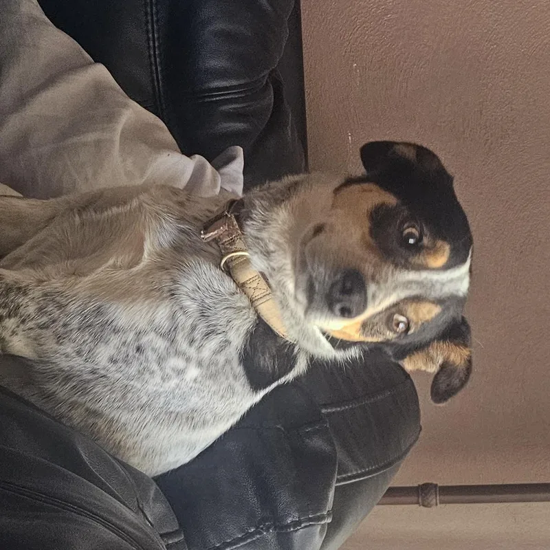 Jack  Blue Heeler thumbnail 3