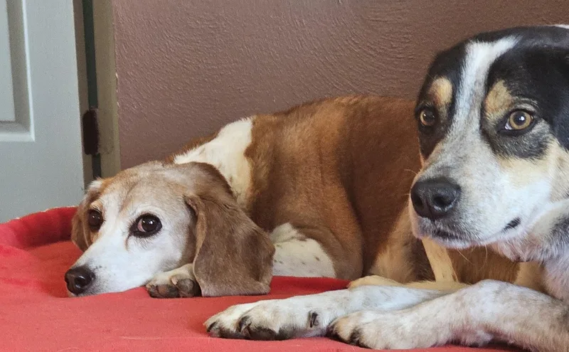 Jack  Blue Heeler thumbnail 4