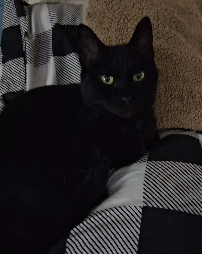 A senior medium-sized male Domestic Short Hair cat named Midnight for adoption in Staatsburg, NY