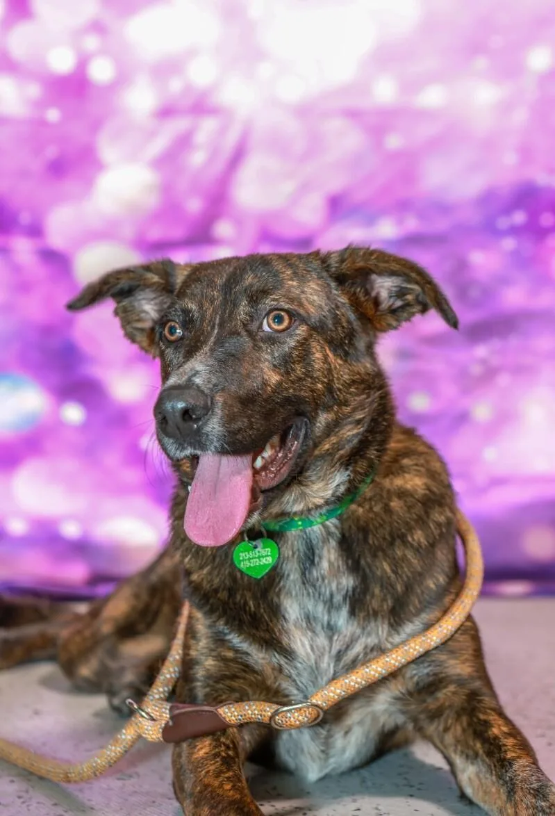 Mary Puppins thumbnail 4