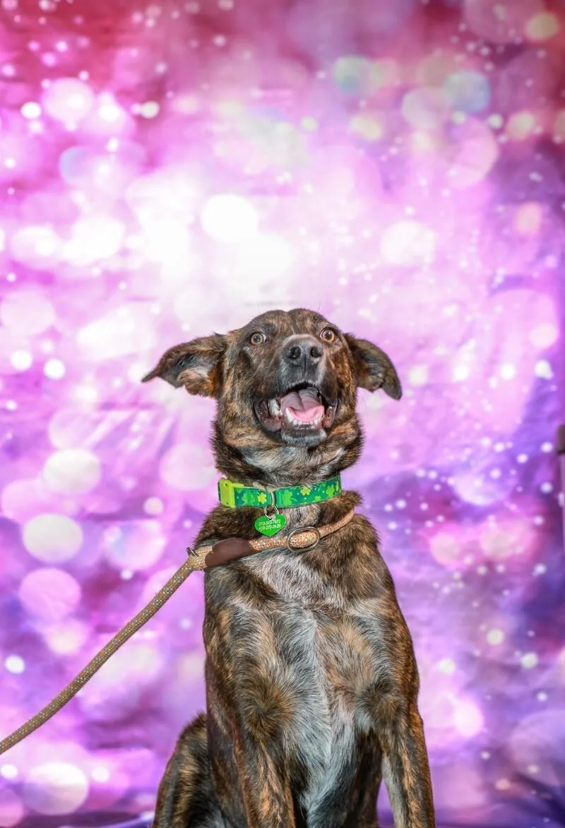 Mary Puppins thumbnail 5