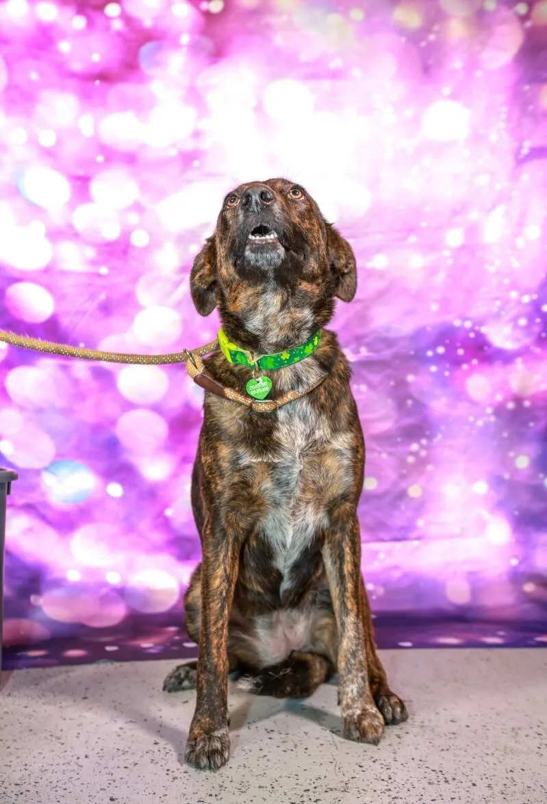 Mary Puppins thumbnail 6