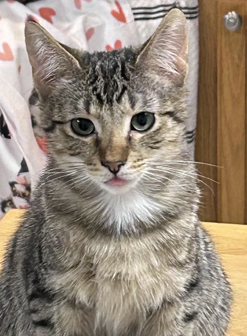 Scarecrow thumbnail 2