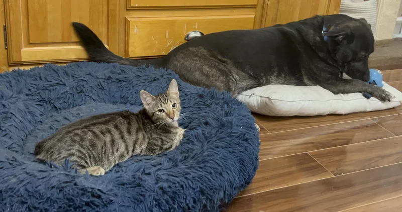 Scarecrow thumbnail 3