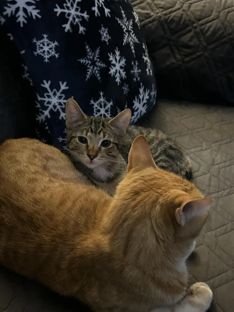 Scarecrow thumbnail 4