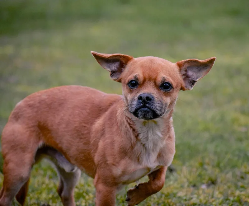 Hercules thumbnail 2