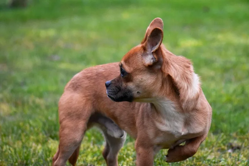 Hercules thumbnail 3