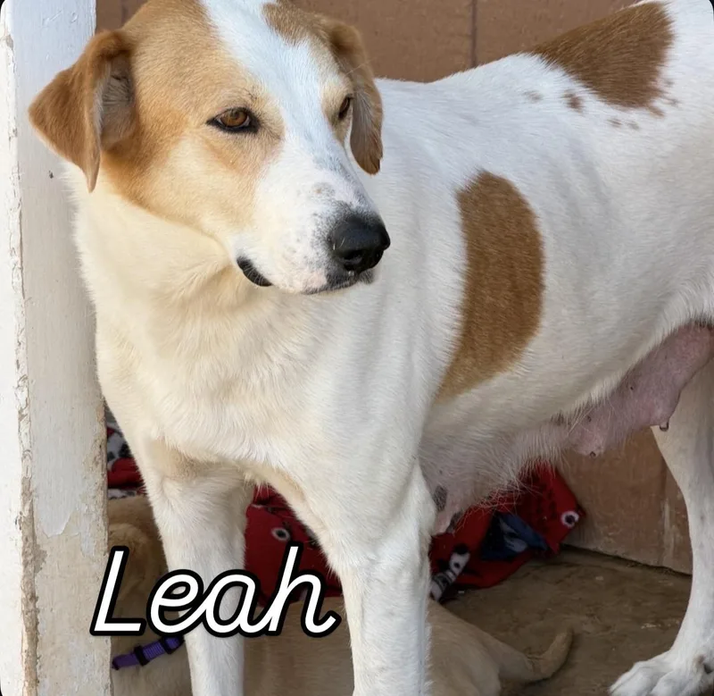 Leah
