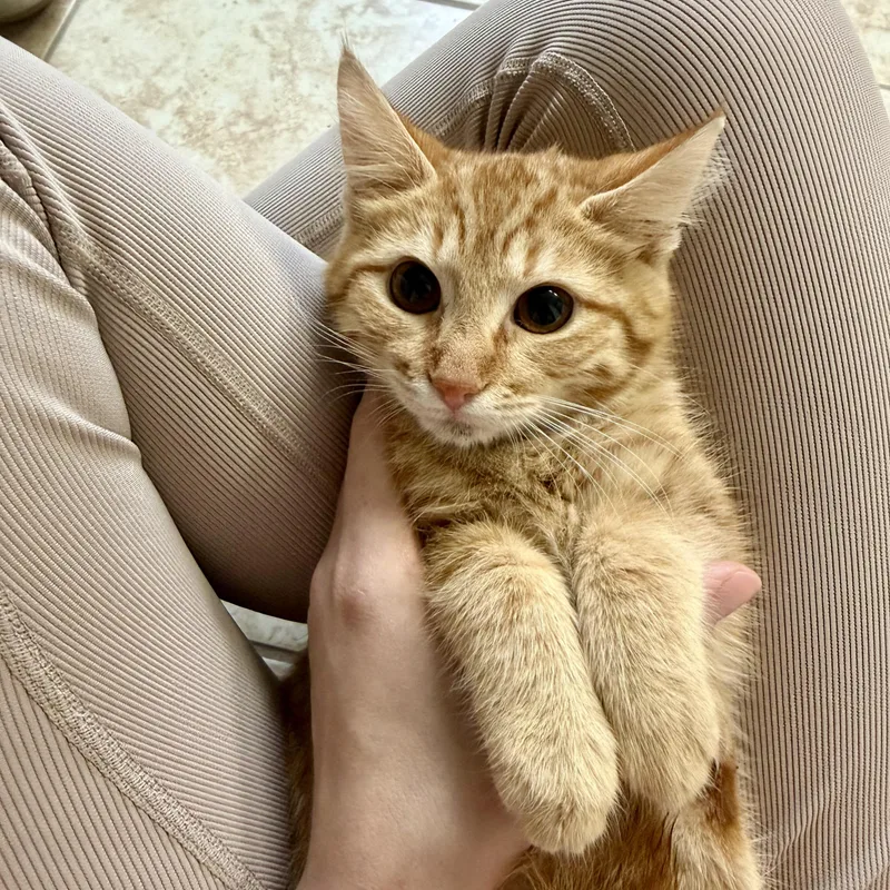 Thomas & O’malley thumbnail 3