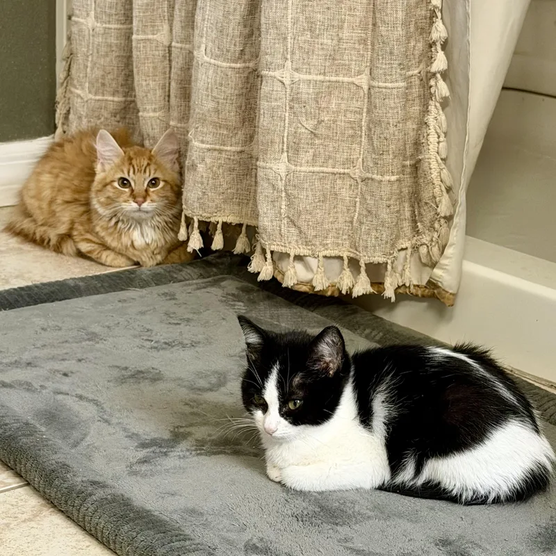 Thomas & O’malley thumbnail 4