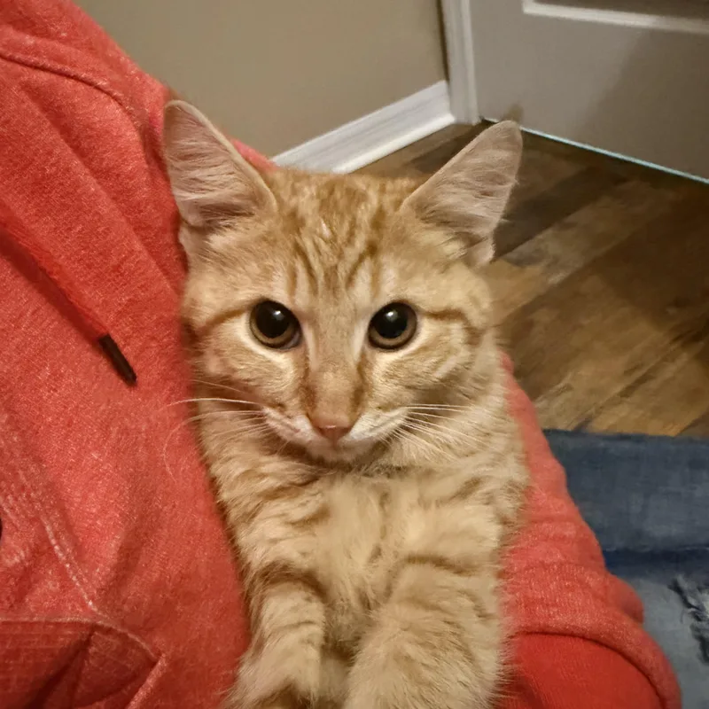 Thomas & O’malley thumbnail 5