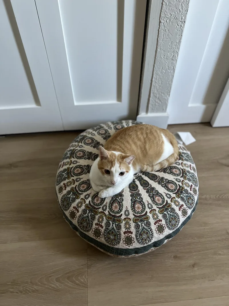 Ham & Chicken thumbnail 5