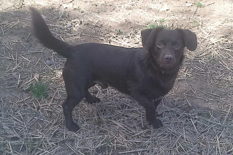 Schroeder thumbnail 2