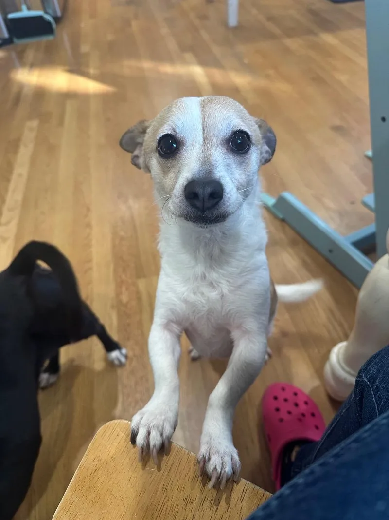 Holly  Cuddly Chiweenieterrier