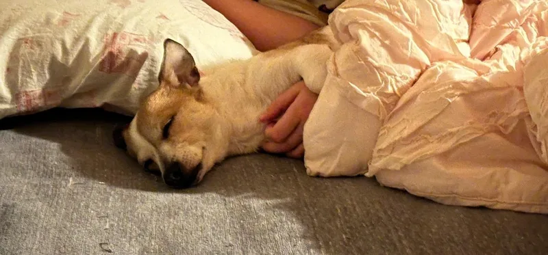 Holly  Cuddly Chiweenieterrier thumbnail 2