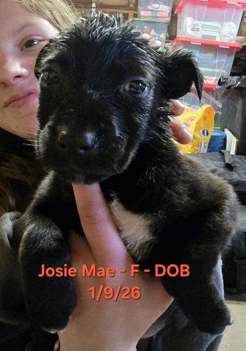 Josie Mae