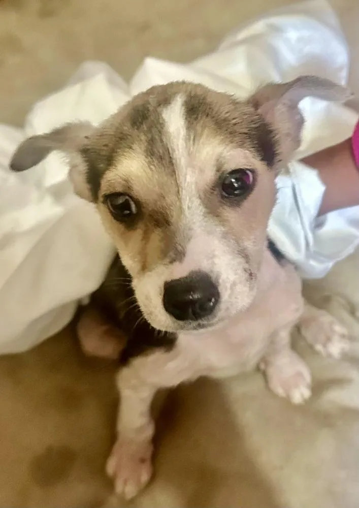 Blueberry thumbnail 2