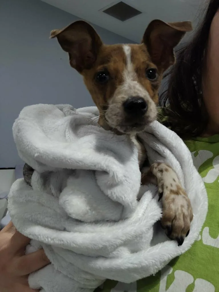 Brewster thumbnail 2