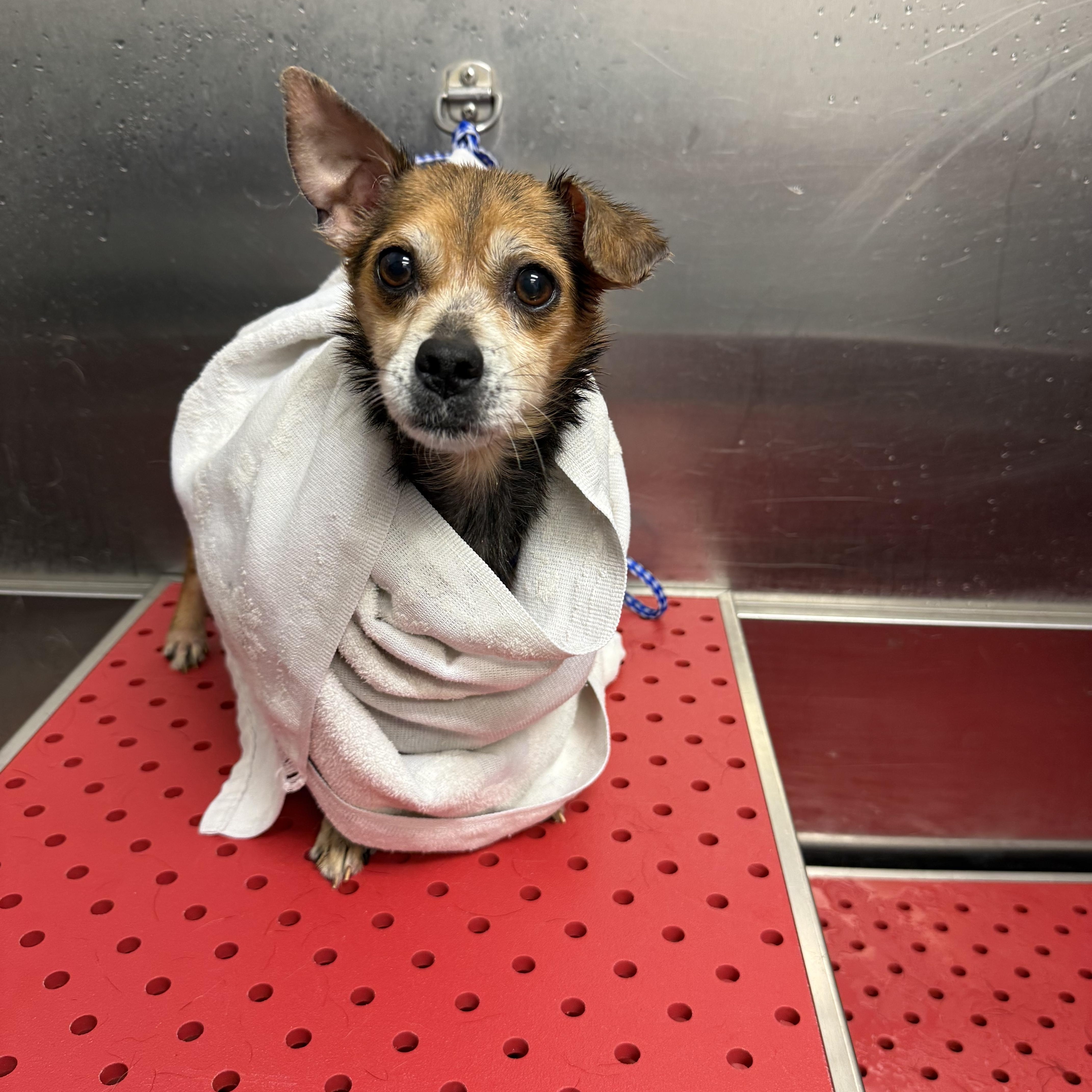 Chase Holden thumbnail 5