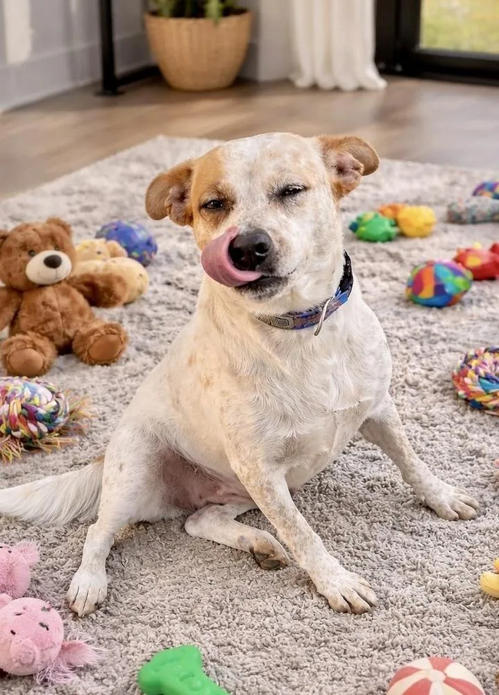 Chespita thumbnail 2