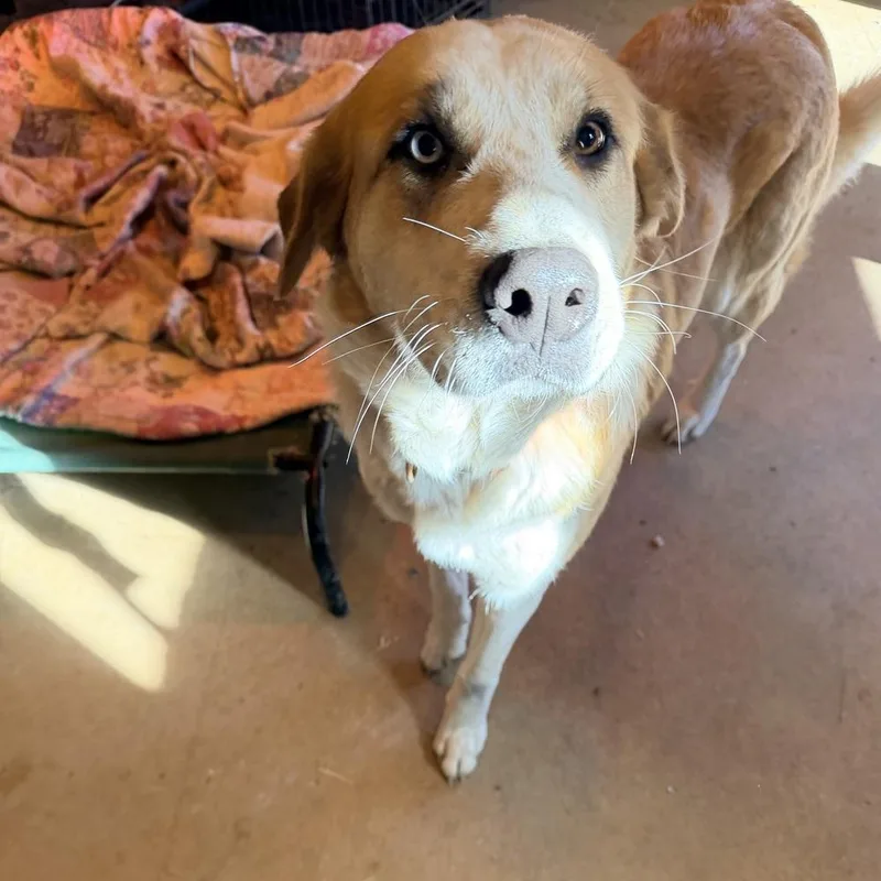 Stella Of Wortham thumbnail 2