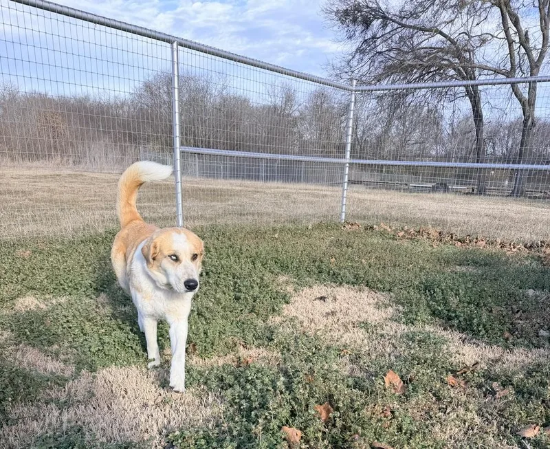 Stella Of Wortham thumbnail 3