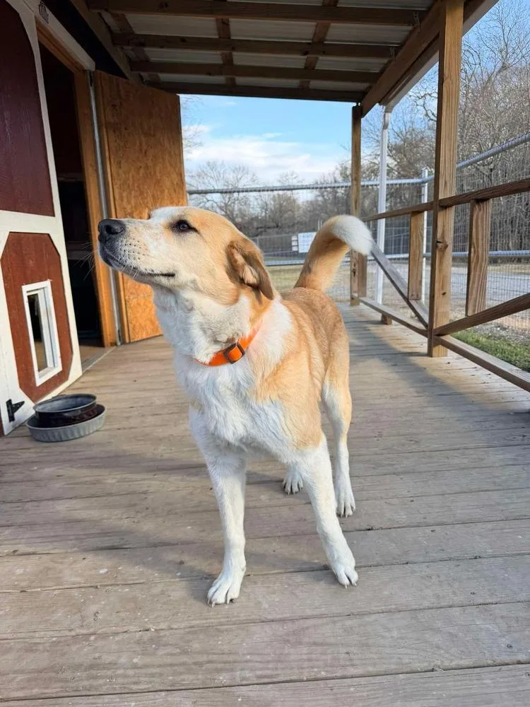 Stella Of Wortham thumbnail 4