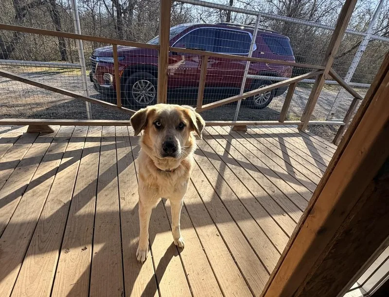 Stella Of Wortham thumbnail 5