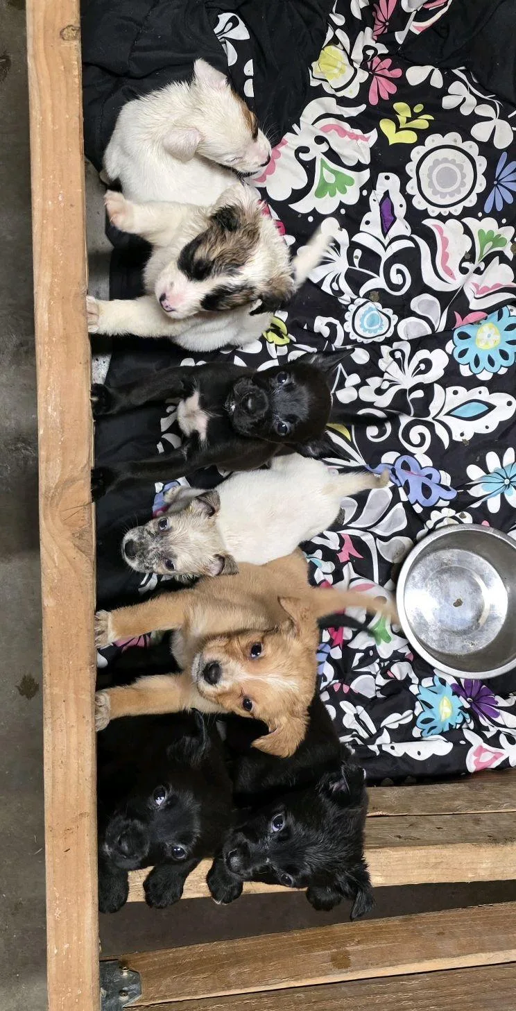 Tilly Rose thumbnail 2