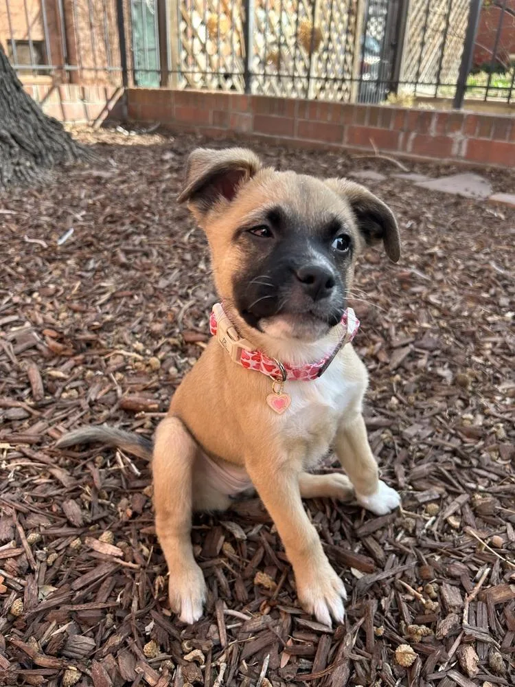 Valentine Of The Valentine’s