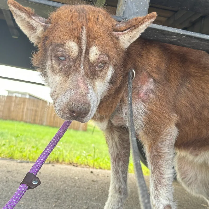 Rubarbara thumbnail 2