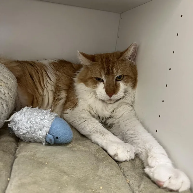 Chile Palmer thumbnail 2