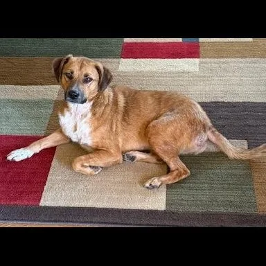 Meringue thumbnail 2