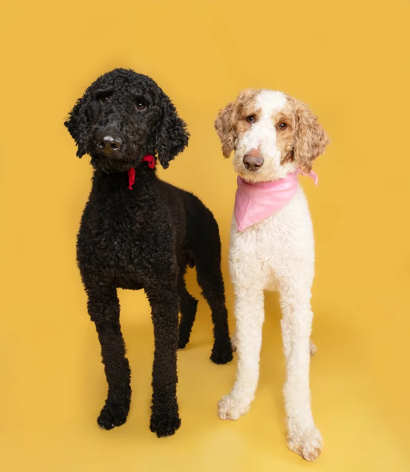 Peaches & Waffles (bonded)