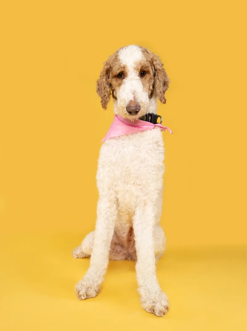 Peaches & Waffles (bonded) thumbnail 3