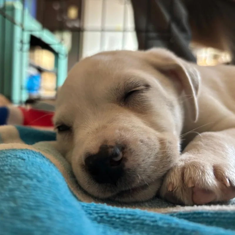 Princesa thumbnail 2