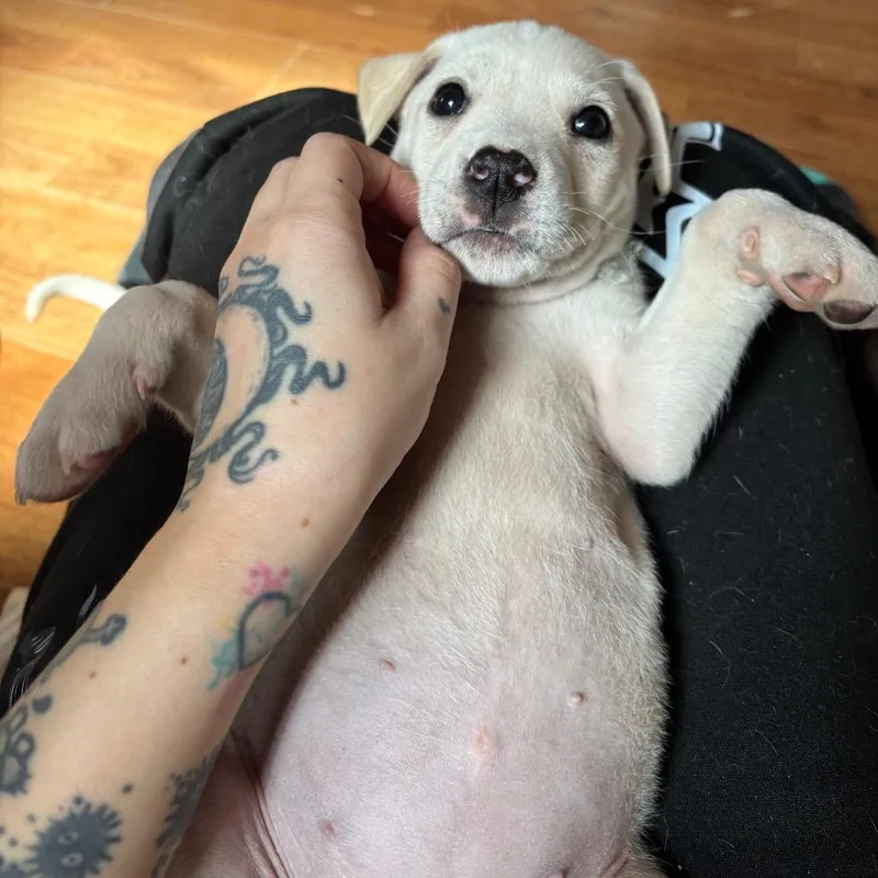 Princesa thumbnail 3