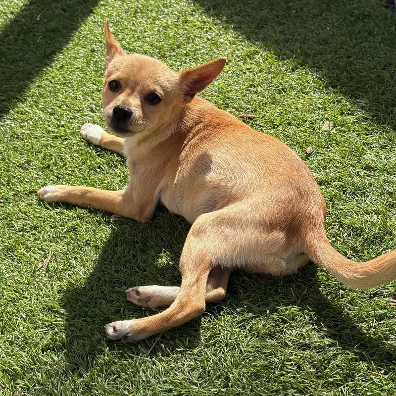 Espresso thumbnail 2