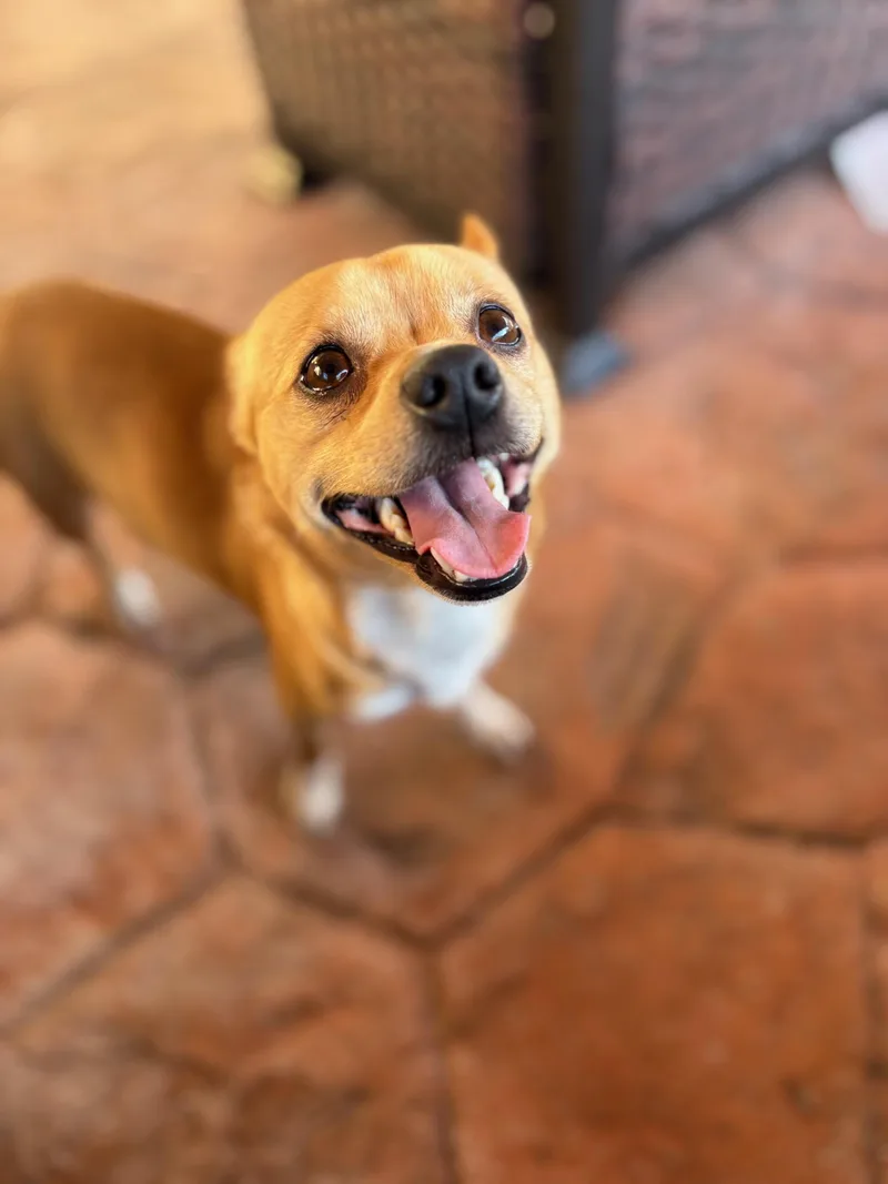 Espresso thumbnail 3