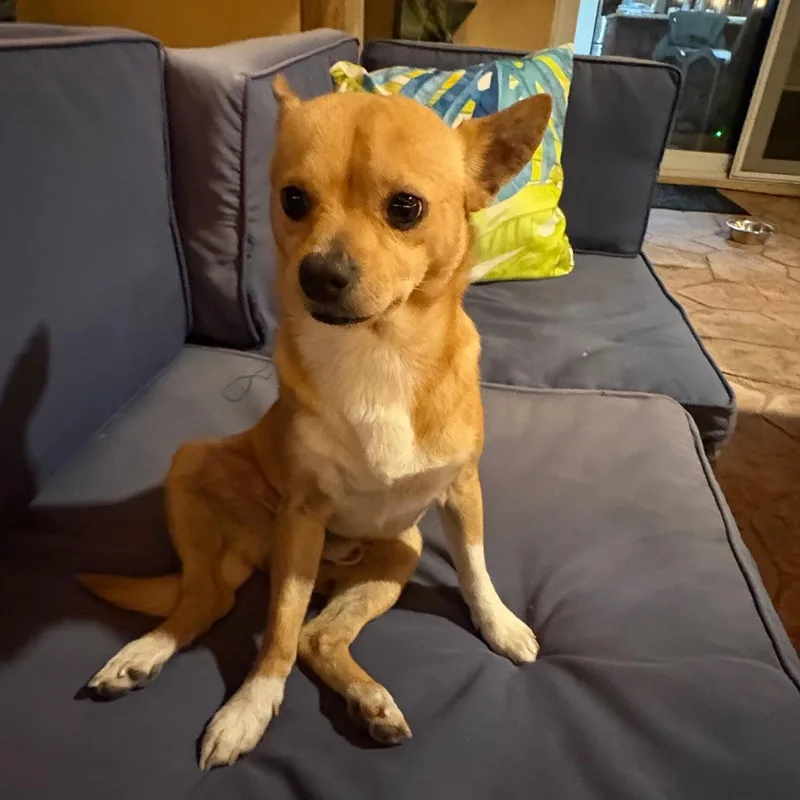 Espresso thumbnail 4