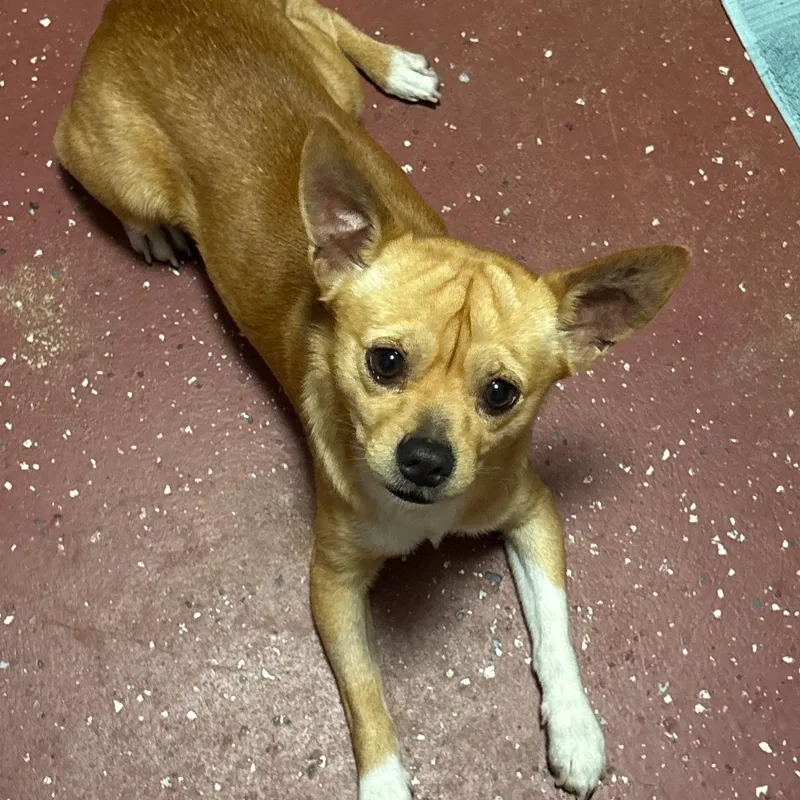 Espresso thumbnail 5