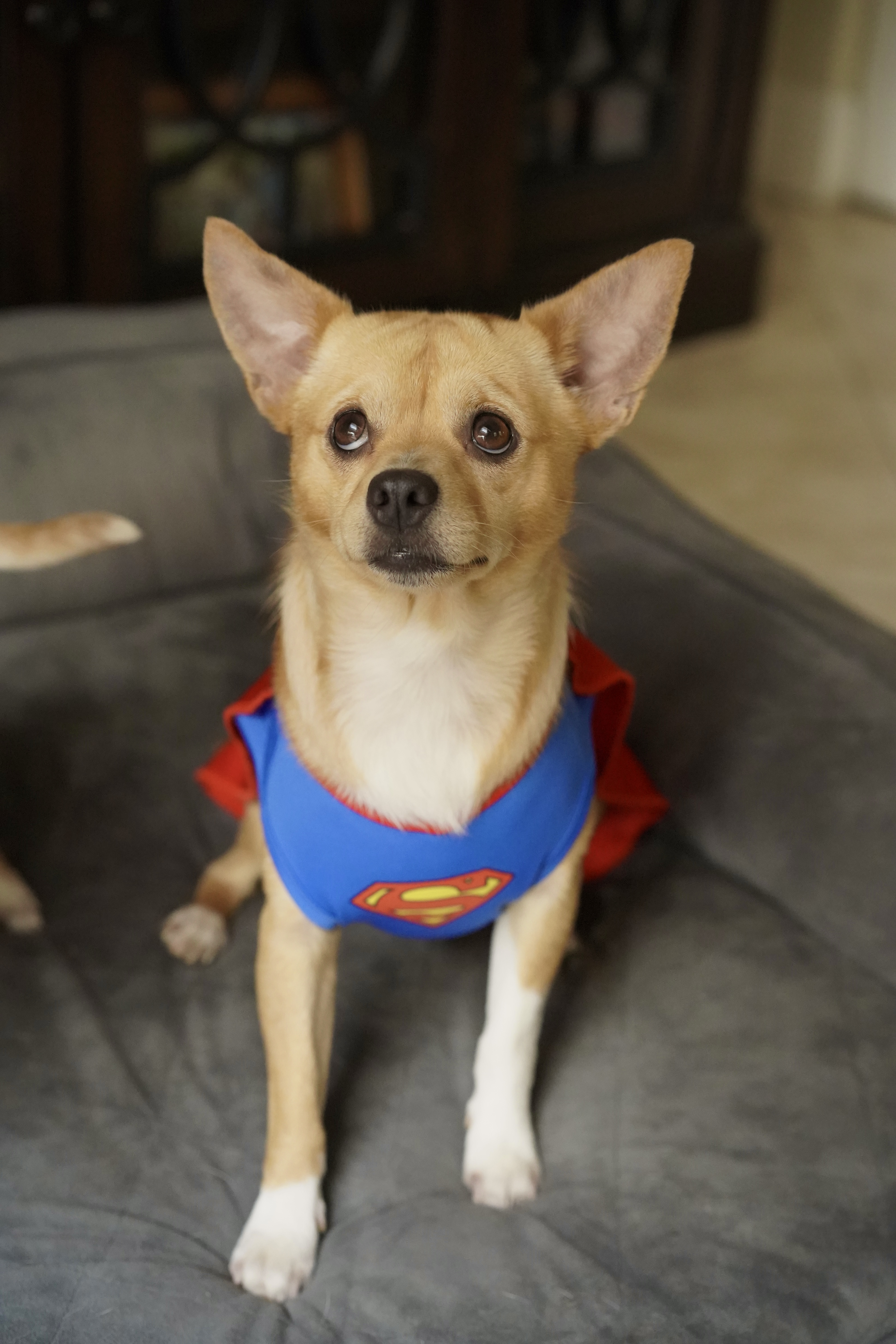 A young small-sized male Apricot / Beige Chihuahua dog named Espresso for adoption in Miramar, FL