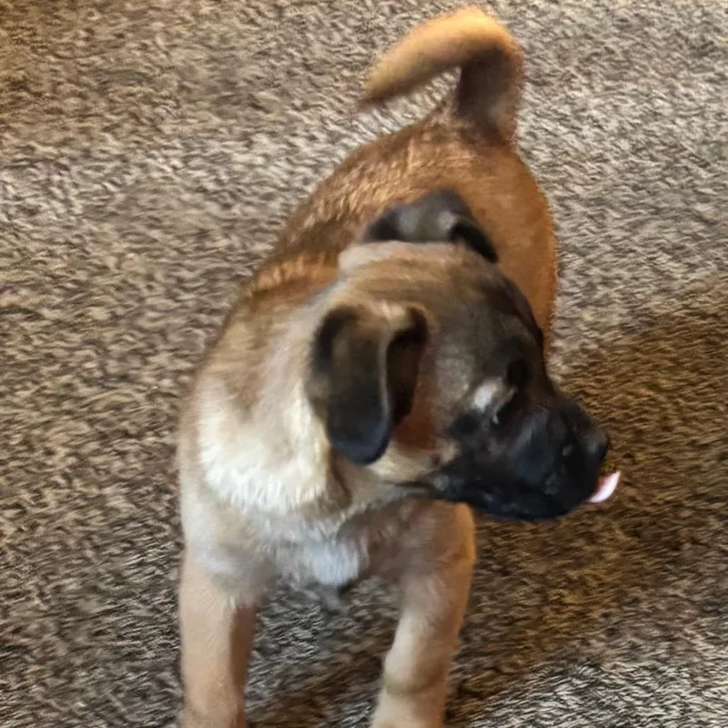 Florence thumbnail 4