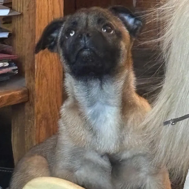 Florence thumbnail 6