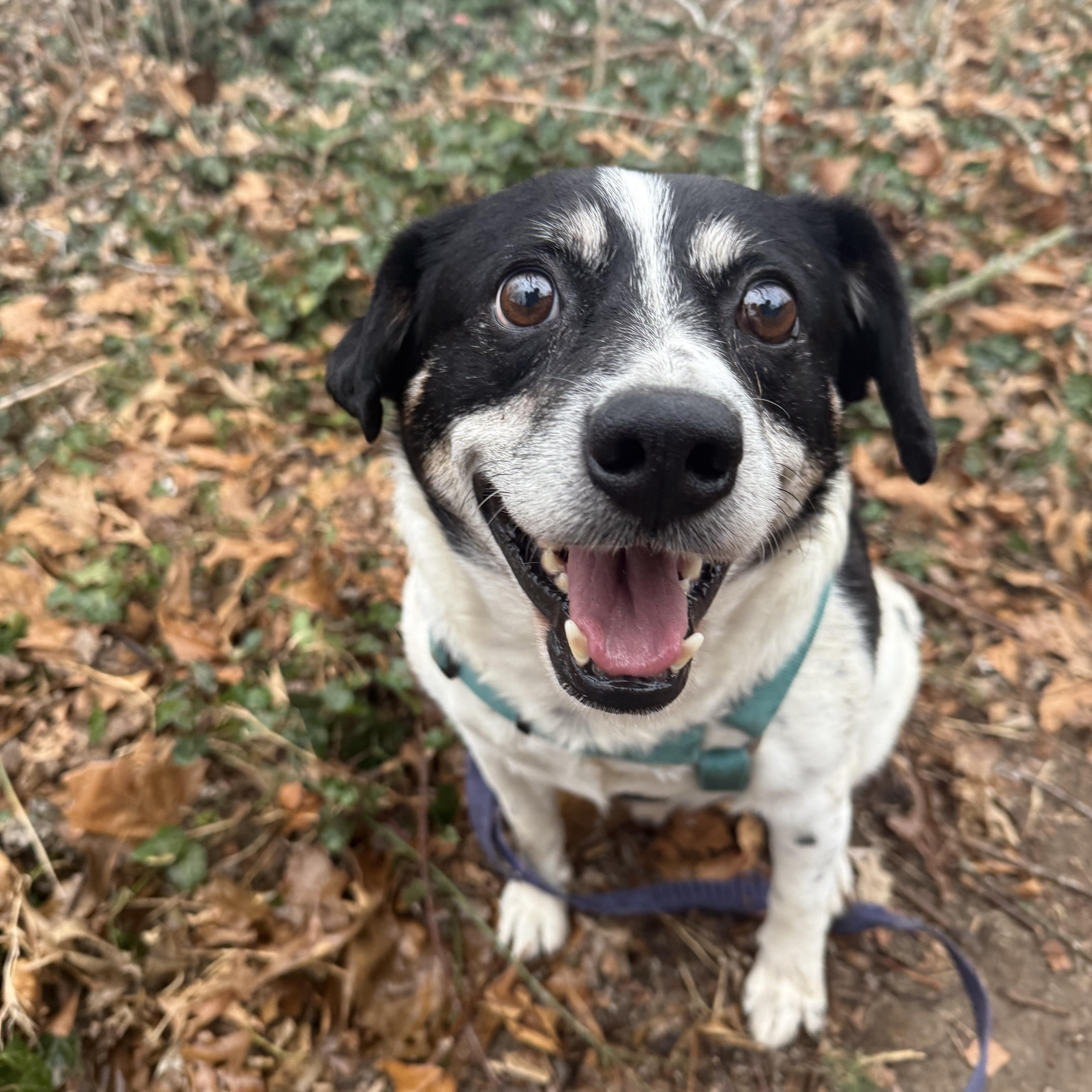 George Bailey thumbnail 3