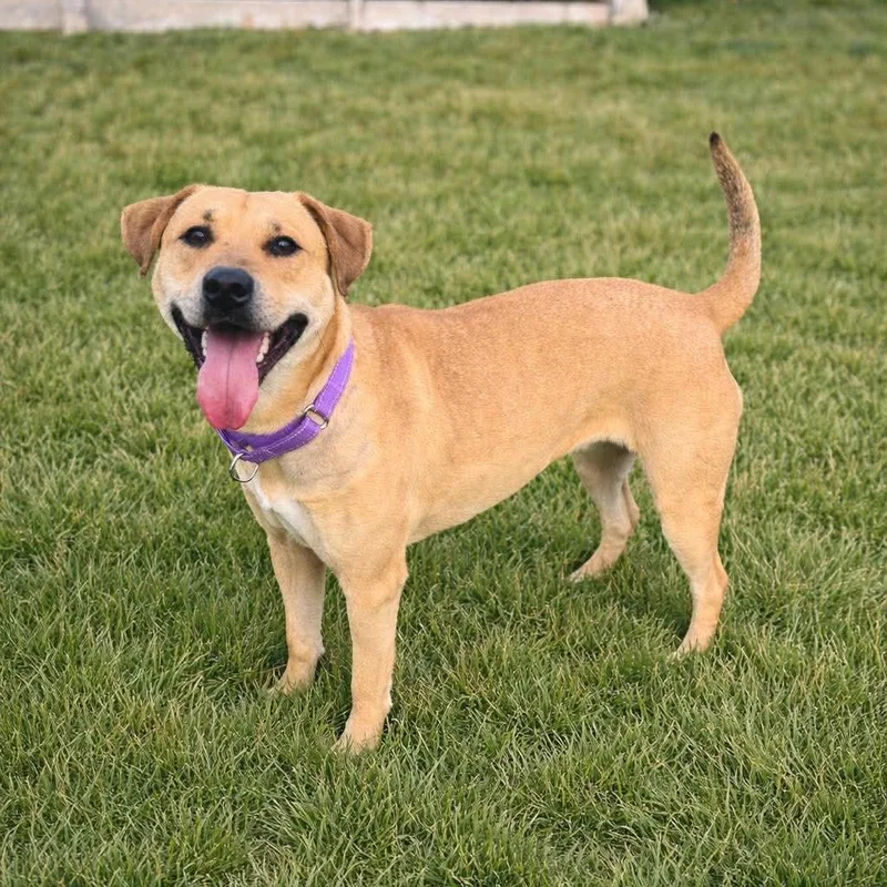 Sadie  Current Pups thumbnail 2