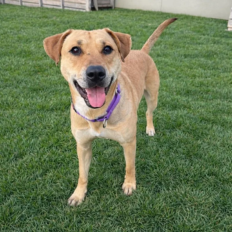 Sadie  Current Pups thumbnail 3