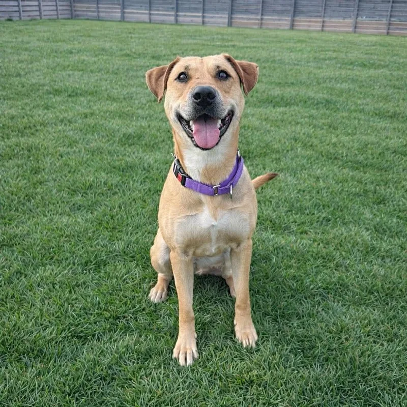 Sadie  Current Pups thumbnail 4