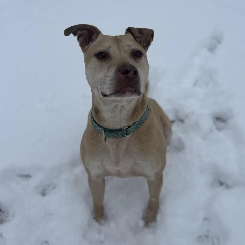 Scarlett thumbnail 3